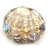 Zilveren Armband Abalone Shells