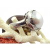 Zilveren Ring Mabe Pearl